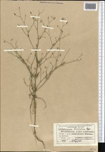 Delphinium barbatum Bunge, Средняя Азия и Казахстан, Памир и Памиро-Алай (M2) (Таджикистан)