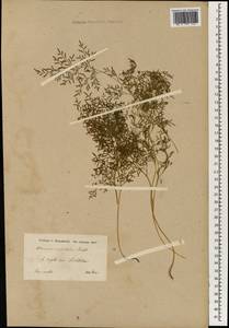 Onychium divaricatum (Poir.) Alston, Зарубежная Азия (ASIA) (Иран)