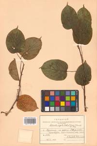 Актинидия Джиральди (Diels) Vorosch., Сибирь, Дальний Восток (S6) (Россия)