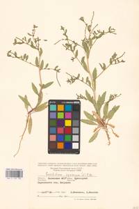 Крепкоплодник сирийский (L.) W.T.Aiton, Восточная Европа, Нижневолжский район (E9) (Россия)