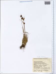 Luzula multiflora subsp. sibirica V. I. Krecz., Сибирь, Прибайкалье и Забайкалье (S4) (Россия)