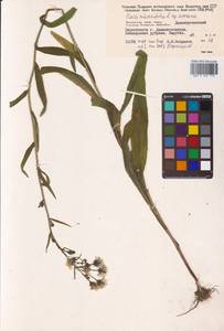 Picris japonica subsp. japonica, Сибирь, Дальний Восток (S6) (Россия)