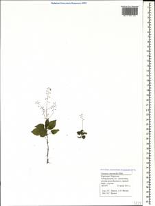 Circaea ×intermedia Ehrh., Кавказ, Ставропольский край, Карачаево-Черкесия, Кабардино-Балкария (K1b) (Россия)