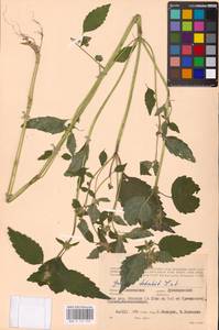 MHA 0 154 359, Пикульник обыкновенный L., Восточная Европа, Западный район (E3) (Россия)