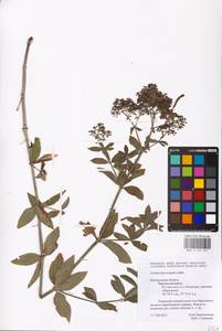 Подмаренник мареновидный L., Восточная Европа, Центральный лесостепной район (E6) (Россия)