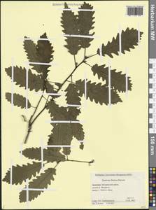 Дуб грузинский (Steven ex M.Bieb.) Krassiln., Кавказ, Армения (K5) (Армения)