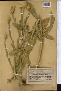Centaurea glastifolia subsp. intermedia (Boiss.) L. Martins, Средняя Азия и Казахстан, Западный Тянь-Шань и Каратау (M3) (Казахстан)