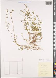 Спорыш птичий, Горец птичий L., Сибирь, Алтай и Саяны (S2) (Россия)