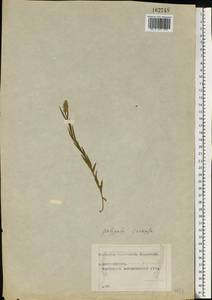 Истод хохлатый Schkuhr, Восточная Европа, Московская область и Москва (E4a) (Россия)