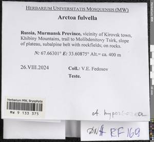 Arctoa fulvella (Dicks.) Bruch & Schimp., Гербарий мохообразных, Мхи - Карелия, Ленинградская и Мурманская области (B4) (Россия)
