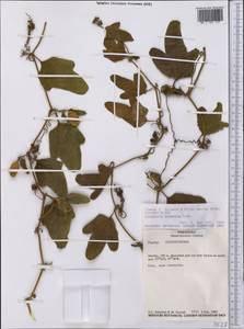 Cayaponia podantha Cogn., Америка (AMER) (Парагвай)
