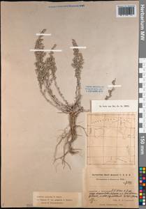 Artemisia gurganica (Krasch.) Filat., Средняя Азия и Казахстан, Прикаспийский Устюрт и Северное Приаралье (M8) (Казахстан)