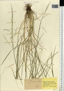 Puccinellia capillaris subsp. pulvinata (Fr.) Tzvelev, Восточная Европа, Северный район (E1) (Россия)