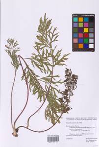 Прострел луговой (L.) Mill., Восточная Европа, Центральный лесостепной район (E6) (Россия)