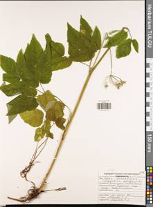 Сныть обыкновенная L., Восточная Европа, Центральный район (E4) (Россия)