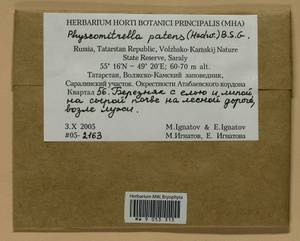 Physcomitrium patens (Hedw.) Mitt., Гербарий мохообразных, Мхи - Среднее Поволжье (B9) (Россия)