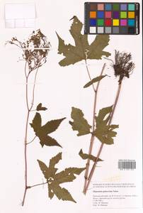 Таволга гладчайшая (Nakai) Nakai, Сибирь, Дальний Восток (S6) (Россия)