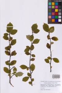 Prunus tomentosa Thunb., Восточная Европа, Московская область и Москва (E4a) (Россия)