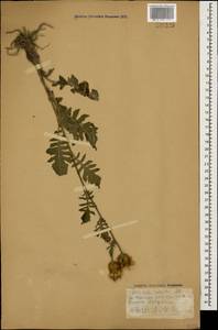 Klasea radiata subsp. radiata, Кавказ, Ставропольский край, Карачаево-Черкесия, Кабардино-Балкария (K1b) (Россия)