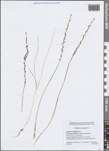 Триостренник болотный L., Восточная Европа, Центральный район (E4) (Россия)