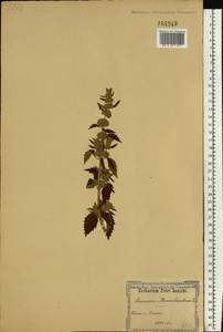 Щетинохвост шандровый (L.) Ehrh. ex Rchb., Восточная Европа, Северо-Украинский район (E11) (Украина)