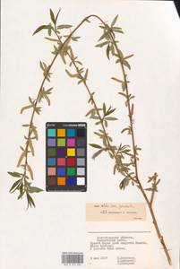 Salix alba × vitellina, Восточная Европа, Нижневолжский район (E9) (Россия)