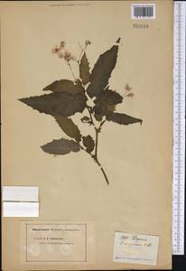Begonia sanguinea Raddi, Америка (AMER) (Неизвестно)