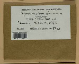 Polytrichum formosum Hedw., Гербарий мохообразных, Мхи - Западная Европа (BEu) (Норвегия)