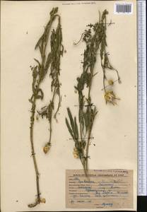 Rhaponticoides ruthenica (Lam.) M.V.Agab. & Greuter, Средняя Азия и Казахстан, Западный Тянь-Шань и Каратау (M3) (Киргизия)