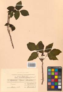 Toxicodendron orientale subsp. orientale, Сибирь, Дальний Восток (S6) (Россия)