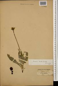 Gelasia lanata (L.) Zaika, Sukhor. & N. Kilian, Кавказ (без точных местонахождений) (K0)