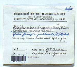 Blepharostoma trichophyllum (L.) Dumort., Гербарий мохообразных, Мхи - Новгородская и Псковская области (B5) (Россия)