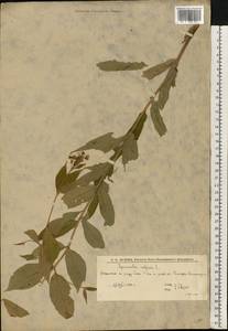 Вербейник обыкновенный L., Восточная Европа, Нижневолжский район (E9) (Россия)