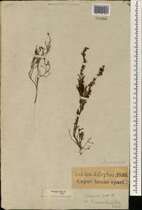 Erica glabella subsp. laevis E. G. H. Oliv., Африка (AFR) (ЮАР)