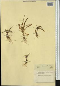 Allium chamaemoly L., Западная Европа (EUR) (Неизвестно)