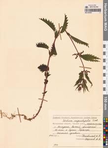 Urtica dioica var. holosericea Fr., Сибирь, Чукотка и Камчатка (S7) (Россия)