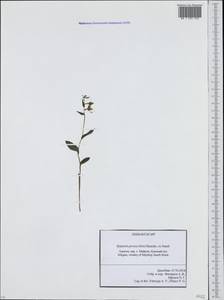 Epipactis persica (Soó) Hausskn. ex Nannf., Кавказ, Северная Осетия, Ингушетия и Чечня (K1c) (Россия)