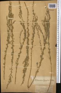 Полынь холодная Willd., Средняя Азия и Казахстан, Джунгарский Алатау и Тарбагатай (M5) (Казахстан)