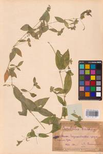 Волдырник ягодный (L.) Durande, Восточная Европа, Средневолжский район (E8) (Россия)