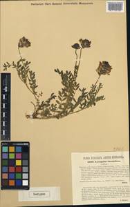 Astragalus vesicarius subsp. carniolicus (A. Kerner) Chater, Западная Европа (EUR) (Словения)