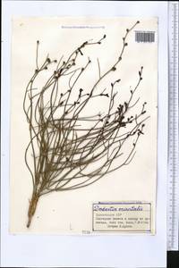 Додарция восточная L., Средняя Азия и Казахстан, Каракумы (M6) (Туркмения)