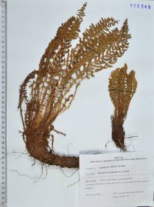 Щитовник пахучий (L.) Schott, Сибирь, Дальний Восток (S6) (Россия)