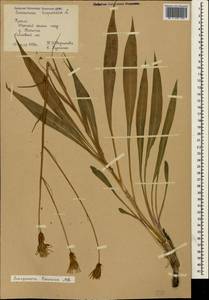 Pseudopodospermum tauricum (M. Bieb.) Vasjukov & Saksonov, Крым (KRYM) (Россия)