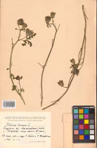 Trionum annuum Medik., Сибирь, Дальний Восток (S6) (Россия)