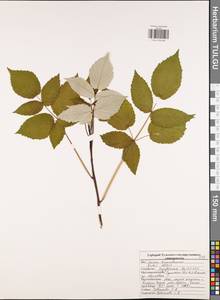 Малина обыкновенная L., Восточная Европа, Центральный район (E4) (Россия)