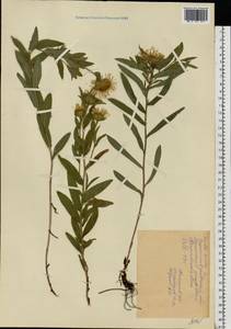 Pentanema hirtum (L.) D. Gut. Larr., Santos-Vicente, Anderb., E. Rico & M. M. Mart. Ort., Восточная Европа, Северо-Украинский район (E11) (Украина)