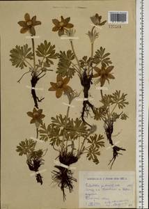 Прострел желтеющий (Zucc.) Zämelis, Сибирь, Западный (Казахстанский) Алтай (S2a) (Казахстан)