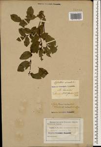 Lonicera caucasica subsp. orientalis (Lam.) D. F. Chamb. & Long, Кавказ (без точных местонахождений) (K0)