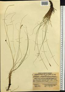 Carex macroprophylla (Y.C.Yang) S.R.Zhang, Сибирь, Дальний Восток (S6) (Россия)