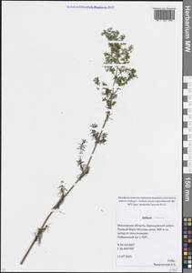 Подмаренник настоящий L., Восточная Европа, Московская область и Москва (E4a) (Россия)